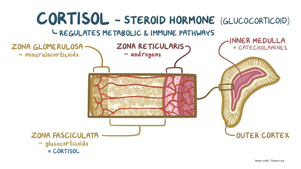 picture of how cortisol works